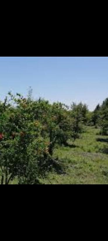 Продажа участков: 11000 соток, Для строительства, Риэлторам не беспокоить, Купчая — 4
