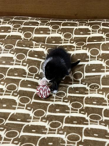 ххх девочка: Котенок, остался последний Девочка 🐈‍⬛ К лотку приучена Ест влажный — 6