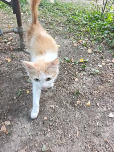 домик для кошки купить: Кошка даром: Беспородная, 5 месяцев, Мальчик, Приучена к лотку, Проглистована
