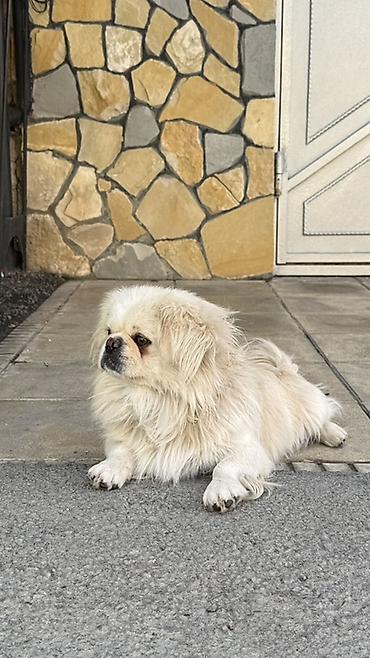 xaski iti haqqinda: Pekines — 3