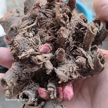 Декоративные цветы: Дикий виноград вьющийся, плетущийся как плющ. Саженцы дикого винограда — 25