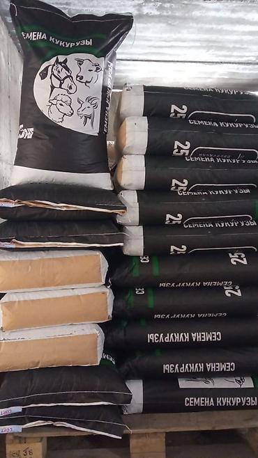 Кукуруза: ЭЛИТА жугору урондор местный Ала Тоо, Манас, Чуй 62 ж.б. гибрид жугору — 11