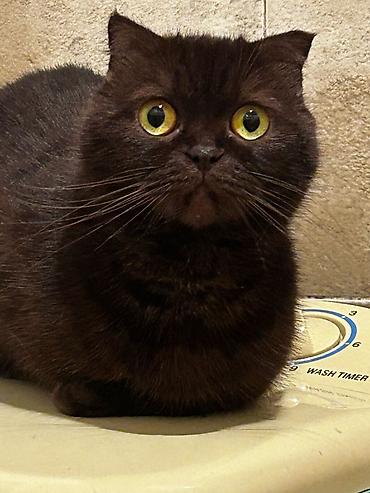 Кошки: Шотландская вислоухая, В добрые руки — 2