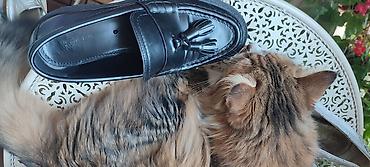 magnum obuca: Massimo Dutti br 37 3000,ug23,kozne,visoki sjaj,preudobne,kao — 3