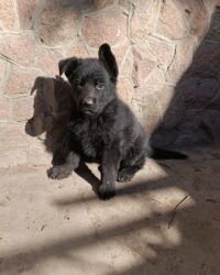 сколько стоит английский бульдог: Немис овчаркасы, 2 айлык, Эркек, Ит тегин тастыктоочу документ, Эмделген