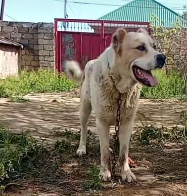 İtlər: Qurdbasar, 11 ay, Erkek, Peyvəndli, Ünvandan götürmə