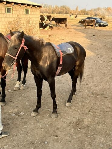 порода собак дратхаар цена: Продаю | Конь (самец)