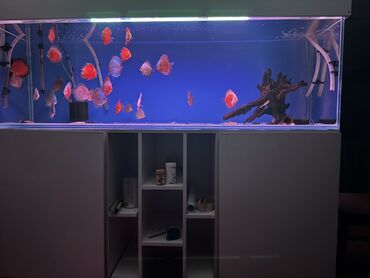 Akvariumlar: Akvarium-şkaf, Balıqlarla birlikdə, 600 l, Ödənişli çatdırılma