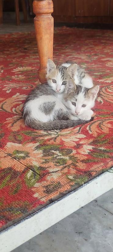котята балыкчы: Город Ош город Ош город Ош город Ош Два котёнка, короткошёрстные — 1