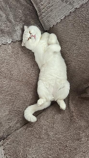 ragdoll pisik: Amerikan Shorthair, Erkək, Dişi, Ünvandan götürmə, Ödənişli çatdırılma — 3