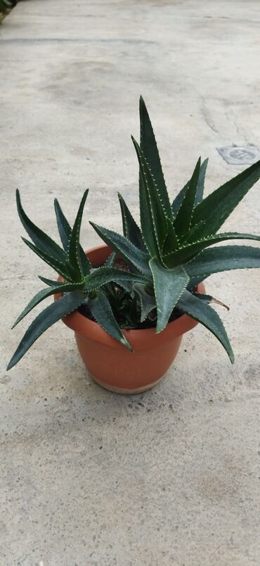 Otaq bitkiləri: Aloe bitkisi.qabla birlikde satilir.son qiymet 50manat