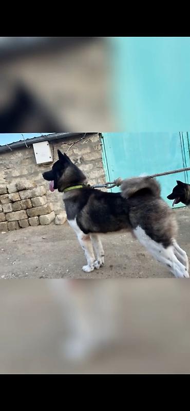 İtlər: Akita-inu, Peyvəndli, Ödənişli çatdırılma — 8