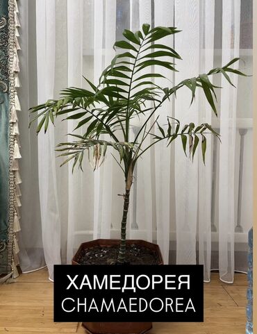 растения в аквариум купить: Комнатные растения в горшках: 1) Хамедорея (Chamaedorea) - Тонкий