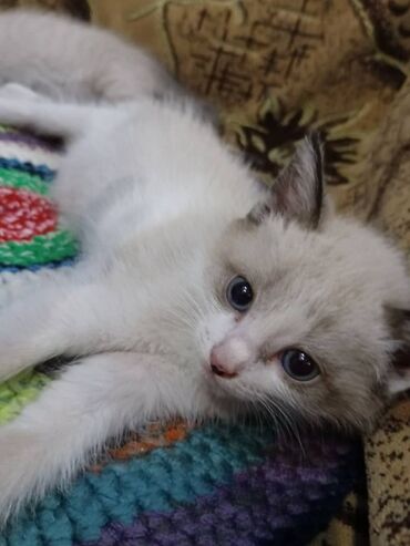 британская золотая шиншилла: Кошка даром: Беспородная, 2 месяца, Девочка