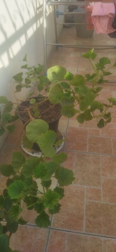 Otaq bitkiləri: Satış üçün müxtəlif otaq/balkon bitkiləri seti. razılaşma yolu ilə -da lalafo.az — 6 Otaq bitkiləri: Satış üçün müxtəlif otaq/balkon bitkiləri seti. razılaşma yolu ilə — 6