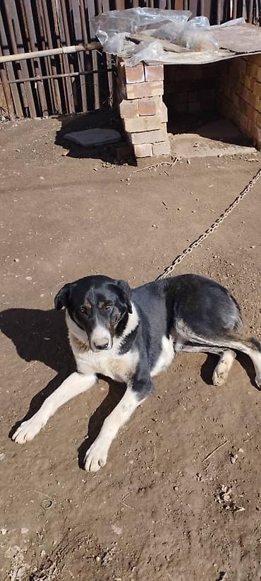 Другая автоэлектроника: Продаю контроллер 96-120 v 8- 15 kw с программным обеспечением,ЭБУ — 14