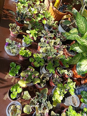 Фикусы: Комнатные растения — коллекция укоренённых саженцев и деток - Фикусы — 2