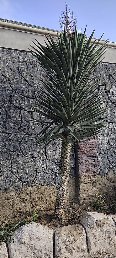 Yucca ağacı – dekorativ landşaft bitkisi - Növ: Yucca (sərt