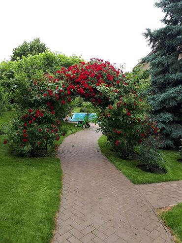 Другие услуги: Обрезка плодовых и декоративных деревьев, винограда,роз и других — 8