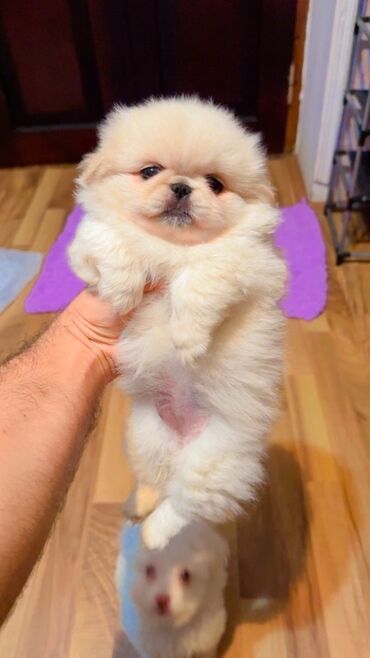 dovşan yemi: Pekines, 2 ay, Dişi