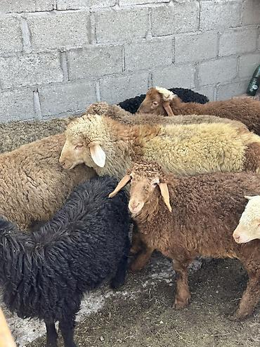 Баран, овца: Продаю | Овца (самка), Ягненок, Баран (самец) | Гиссарская, Полукровка, Меринос | На забой, Для разведения, Для шерсти | Племенные, Кастрированные, Осеменитель — 17