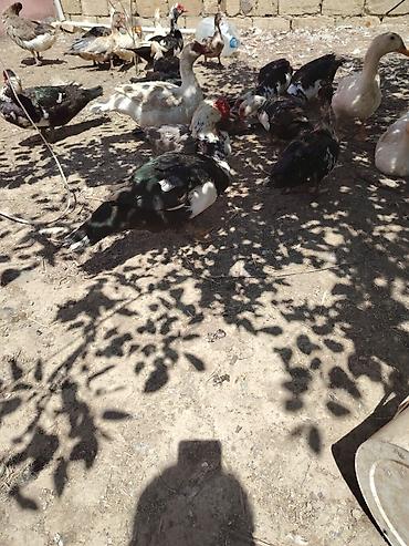 labrador satilir: Muscovy ördəkləri - Cins: Muscovy/ - Rənglər: qara-ağ,ağ. 6 7 — 4