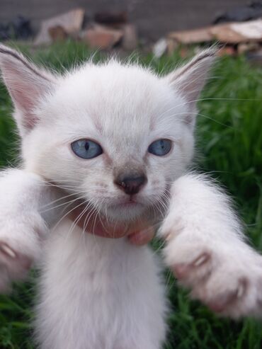 сиямские кошки: Отдам в добрые руки котят ! Родились 12.03.24. Возраст 1месяц .Порода