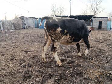 Коровы, быки: Продаю | Корова (самка) | Для молока | После отела — 2