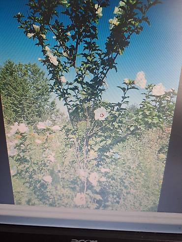 Смородина: Смородина — 14