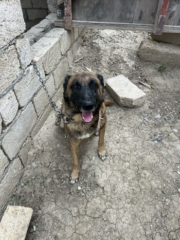 İtlər: Belçika çoban iti, 2 il, Erkek, Peyvəndli — 12