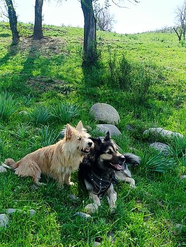 Другие услуги: 🐾 Лапки под присмотром — забота, как для своих.🐾 Я няня для ваших — 13