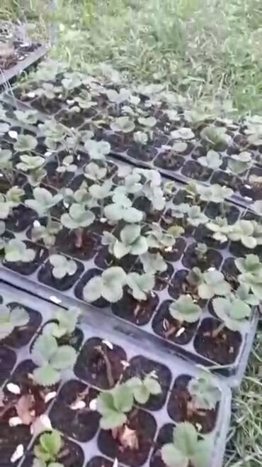 печь для отопления дома бишкек: Көчөттөр : Кулпунай