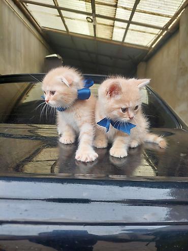 Pişiklər: Britan — 7