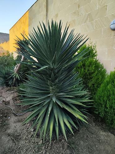 pixta agaci: Yucca: hətta yeni başlayanlarla birlikdə gedən sərt gözəllik. Bütün — 7
