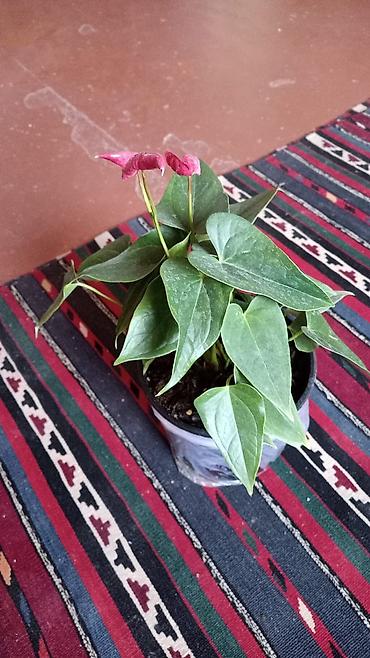 nar ciceyi: Anthurium (qırmızı çiçəkli) otaq bitkisi - Növ: Anthurium andreanum — 2