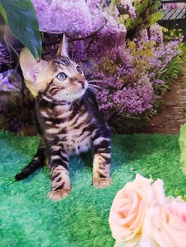 Продажа кошек: Бенгальская, 2 месяца, Мальчик, Черный, Приучена к лотку, Проглистована, С документами — 7