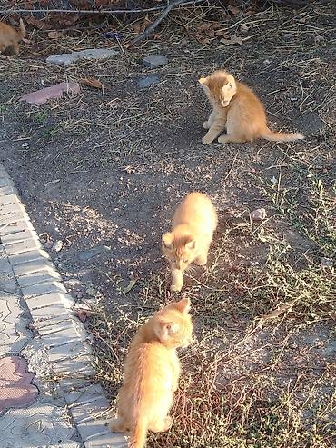 котик шотландский: Кошка даром: Русская голубая, Девочка — 4
