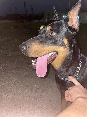 itler: Doberman, 1 ay, Dişi, Peyvəndli, Ödənişli çatdırılma — 3