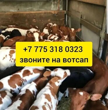 продаю телята: Бички телята Продаю | Музоо, торпок, Корова Алатауская | На забой