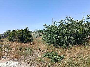 Torpaq: 19 sot, Tikinti, Mülkiyyətçi, Kupça (Çıxarış) — 6