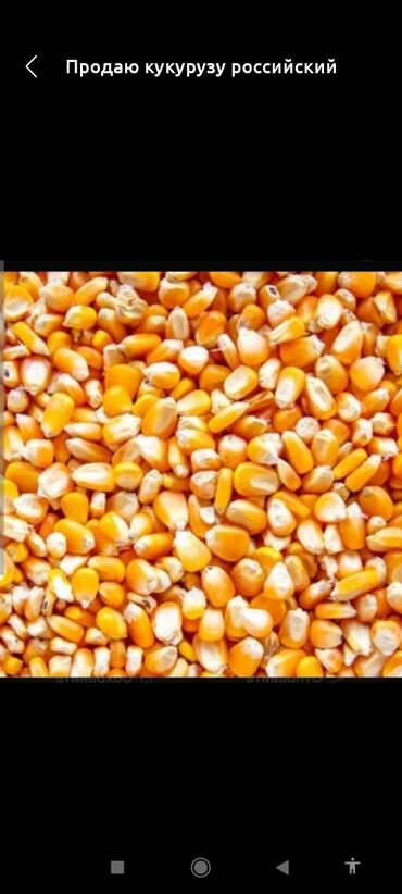 мака кукуруза: Семена и саженцы Кукурузы, Самовывоз