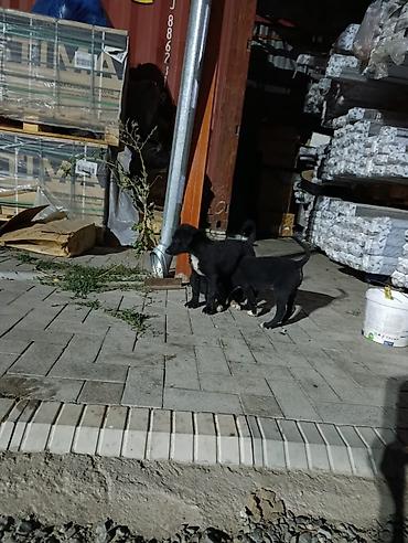 Продажа собак: Овчарка, 2 месяца, Самец — 5