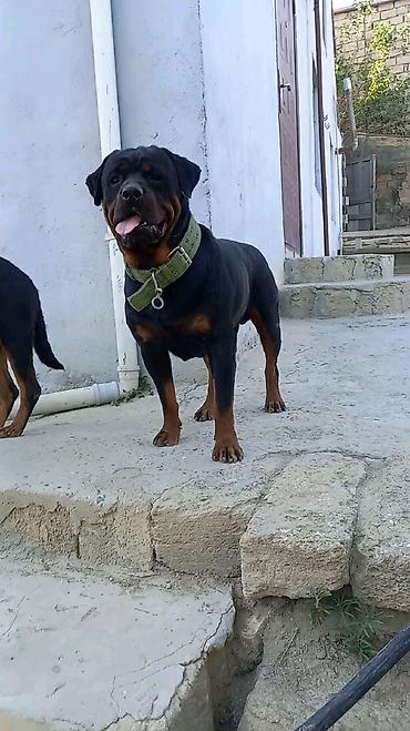 İtlər: Rotveyler, 2 ay, Erkək, Peyvəndli, Ünvandan götürmə -da lalafo.az — 17 İtlər: Rotveyler, 2 ay, Erkək, Peyvəndli, Ünvandan götürmə — 17