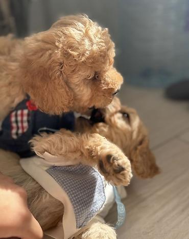 micro poodle: Məhsul: Pudel balaları Təsvir: - Rəng: açıq krem/qızılı, bərabər — 2