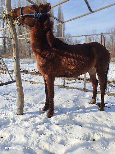 Лошади, кони: Продаю | Жеребец | Полукровка | Рабочий — 8