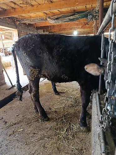 Коровы, быки: Продаю | Бык (самец) | На откорм | Привязанные — 6