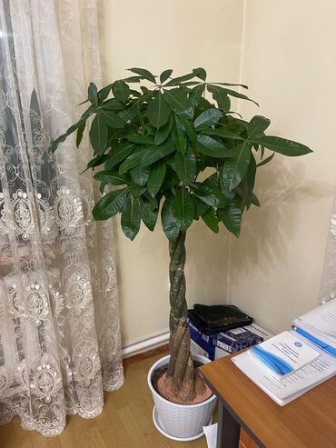букет из бабочек бишкек цена: Есть цветы на разные вкусы и цвет WhatsApp: присылайте фото,мы вас