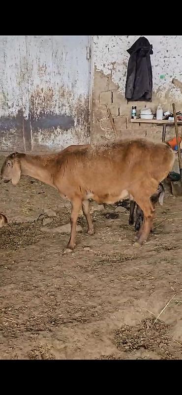 Qoyunlar, qoçlar: Qoyun – ana ilə bala(s)ı - Cins: ehtimalən yerli/ətlik-dövlətlik — 1