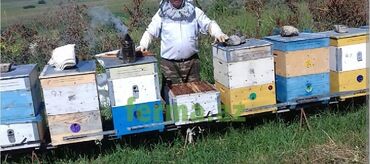 Bal: Arı Bal ana arı avadanlıqlarının satışı və sifarişlə catirilmasi — 4