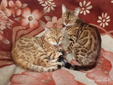 кот мейнкун: Бенгальская, 2 года, Девочка, Золотая шиншилла, С прививками